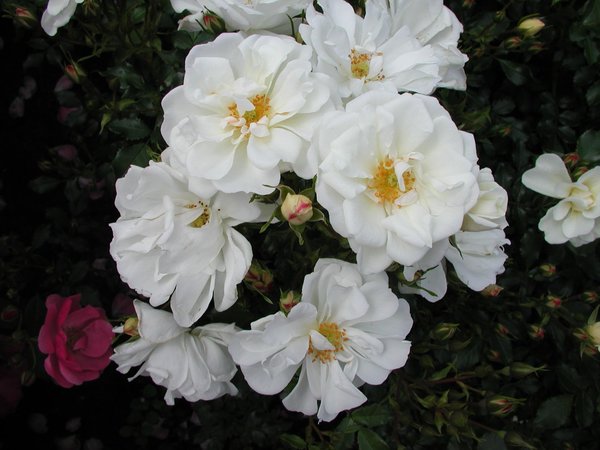 Talajtakaró rózsa, fehér